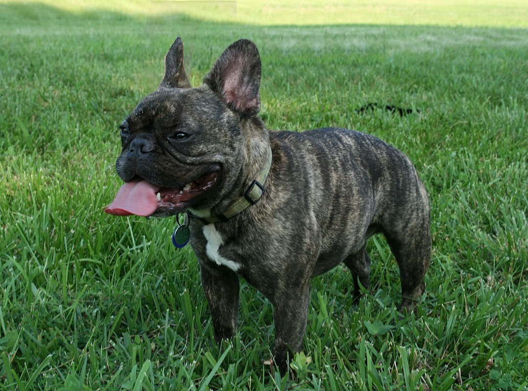 french bull dog